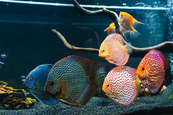 Wie fördere ich das Wachstum und die Gesundheit meiner Aquariumspflanzen?